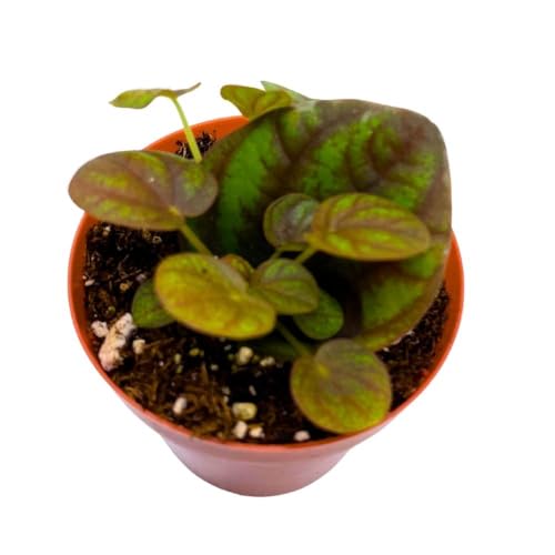 Harmony Foliage Peperomia Peppermill 2 inch Pixie pep