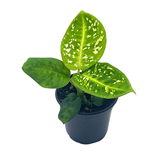 BubbleBlooms Dieffenbachia Reflector in a 4 inch Pot Dumb Cane House Plant Variegated