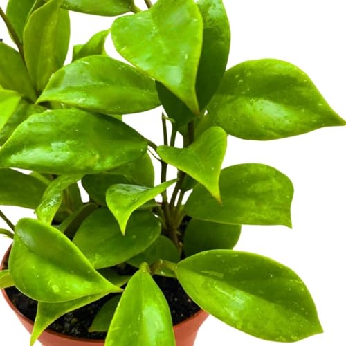 BubbleBlooms Hoya Sunrise 4 inch