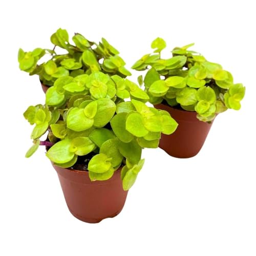 BubbleBlooms Callisia repens Gold 2 inch Set of 3 Miniature Wandering Dude Golden Form Tiny Mini Pixie Plants