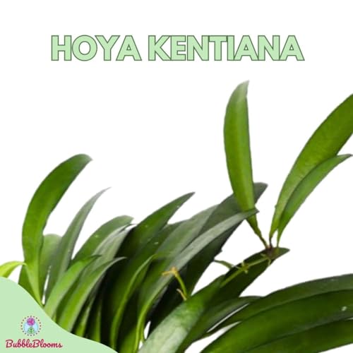 BubbleBlooms Hoya Kentiana in a 4 inch Pot