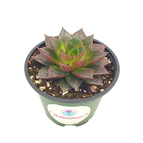 Echeveria purpusorum, Urbinia Purpusii, Dudleya Purpusii, Rare Succulent, Variegated Plant, Dark Black Echeveria, Rosette Shape, Natural