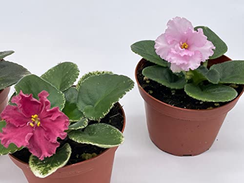Harmony Foliage Harmony's African Violet Assortment Set, 4 inch pots 3 Different African Violets Gesneriad Plants