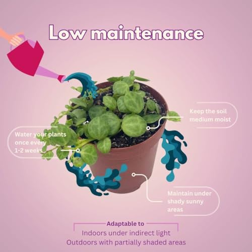 BubbleBlooms String of Turtles in a 2 inch Pot Peperomia Prostrata