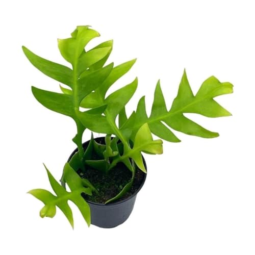 BubbleBlooms Sharktooth Fern - Thumbnail 2