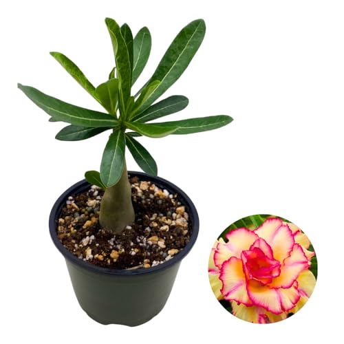 BubbleBlooms Desert Rose Sunshine in a 4 inch Pot Extremely Rare Flower