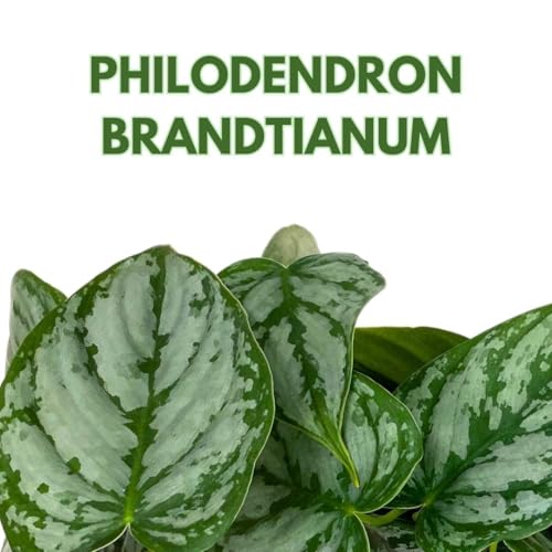 BubbleBlooms Philodendron Brandi Brandtianum in a 4 inch Pot