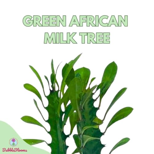 BubbleBlooms Green Milk Tree 6 inch Euphorbia Trigona African Milktree Cathedral Cactus