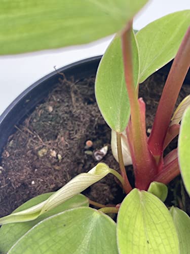 BubbleBlooms Fuzzy Petiole Philodendron Nangaritense in a 4 inch Pot