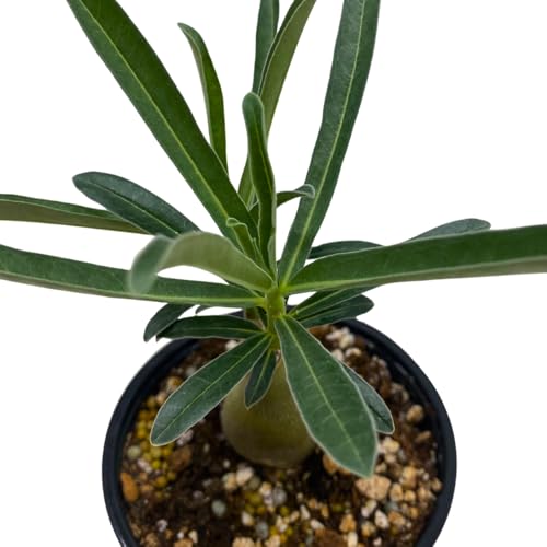 BubbleBlooms Desert Rose Purple Medal in a 4 inch Pot Extremely Rare Flower
