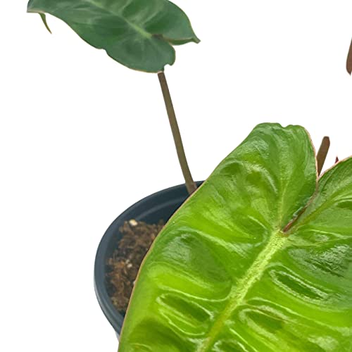 BubbleBlooms Philodendron Billietiae in a 4 inch Pot Very Rare Philo Washboard Abs Plant