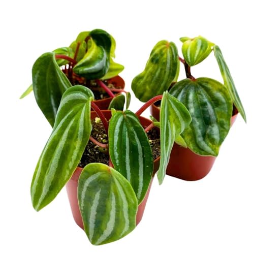 Harmony Foliage Peperomia Mini Watermelon, 2 inch Set of 3, verschaffeltii Unique Rare Pep