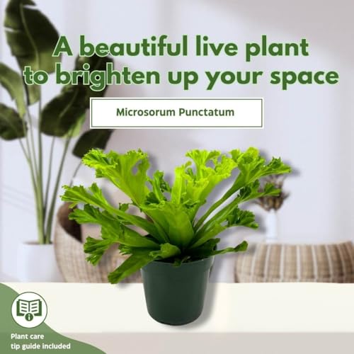 BubbleBlooms Fishtail Fern 4 inch Microsorum punctatum Forked Tips Grandiceps