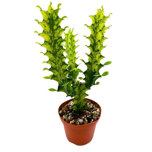 BubbleBlooms Tricolor Variegated Euphorbia Trigona, 2.5 inch, Green & White African Milk Tree