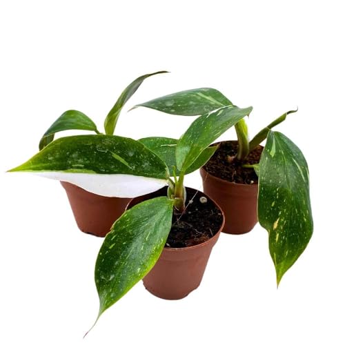 BubbleBlooms Philodendron White Knight 2 inch Set of 3 Rare Variegated Philo Tiny Mini Pixie Plants