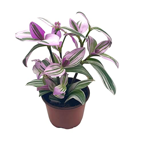 ドライフラワー nanopime sama BubbleBlooms Pink Tradescantia Nanouk, in a 4 inch Pot Pink