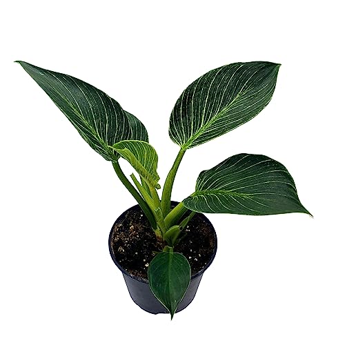 BubbleBlooms Philodendron Birkin White Wave in a 6 inch Pot