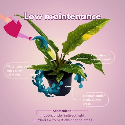 BubbleBlooms Ring of Fire Philodendron, in a 4 Inch Pot, Hendersons Pride, Variegated philodendron Jungle Boogie, tortum and wendlandii Hybrid