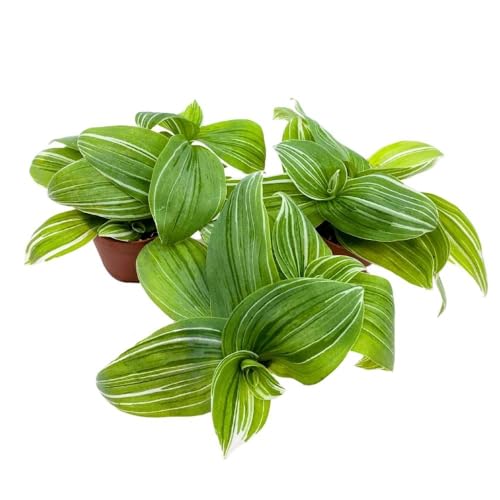 BubbleBlooms Green and White Wandering Dude 2 inch Set of 3 Tradescantia albiflora albo-vittata fluminensis Tiny Mini Pixie Plants