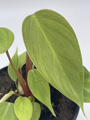 BubbleBlooms Fuzzy Petiole Philodendron Nangaritense in a 4 inch Pot