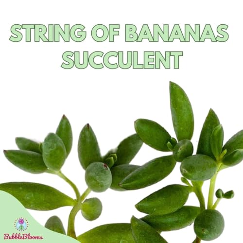 BubbleBlooms String of Bananas in a 2 inch Pot Tiny Mini Pixie Plant