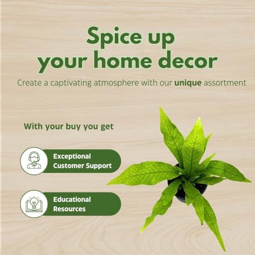 BubbleBlooms Crocodile Fern Microsorum musifolium Crocodyllus in a 4 inch Pot