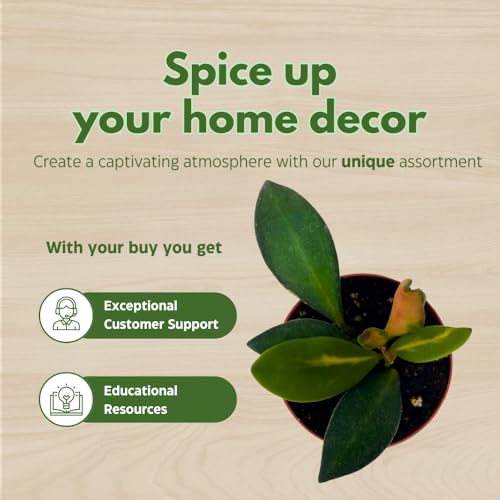 BubbleBlooms Hoya Ds-70 Variegated burtoniae in a 2 inch Pot Tiny Mini Pixie Plant