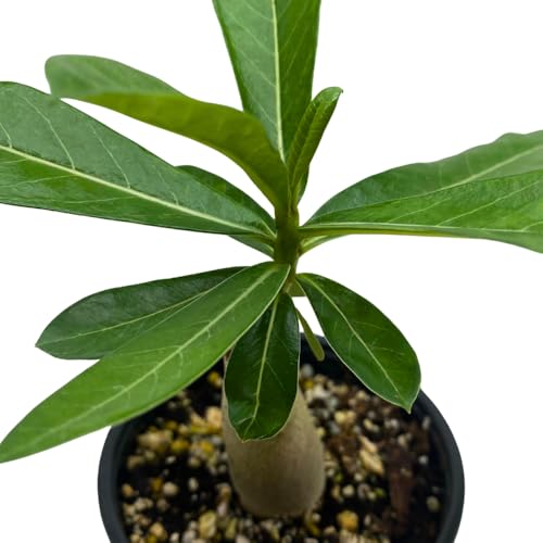 BubbleBlooms Desert Rose You Joao in a 4 inch Pot Extremely Rare Flower