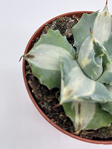 BubbleBlooms Agave Potatorum, 3 inch, Variegated Rare Agave Aloe Cactus