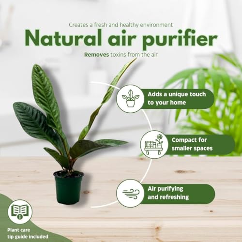 BubbleBlooms Anthurium Superbum 4 inch