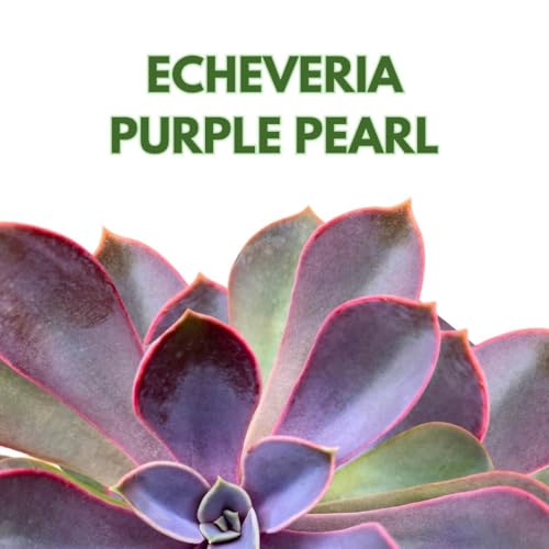 BubbleBlooms Echeveria Purple Pearl in a 3 inch Pot