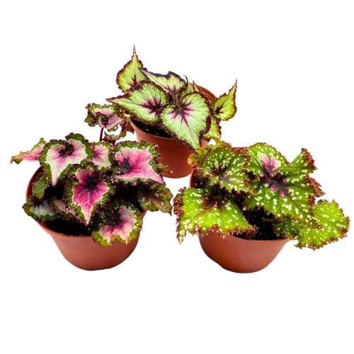 BubbleBlooms Harmony's Large Begonia Variety Assortment, 3 Different Begonia Rex in a 6 inch Pot, Begonia rex