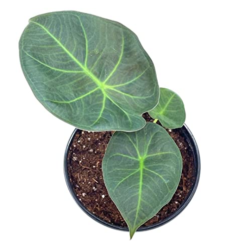 BubbleBlooms Alocasia Regal Shield in a 4 inch Pot Very Rare Elephant's Ear