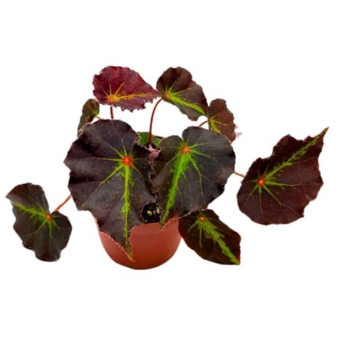 Harmony Foliage Begonia Boyfriend, 4 inch Rhizomatous Rhizo Dark Purple Green Streaks Red Dot