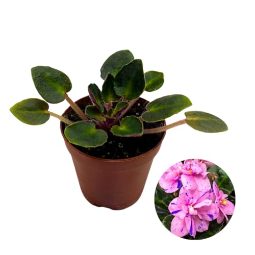 Harmony Foliage Mini African Violet Rob's Dust Storm, 2 inch Pink Flower