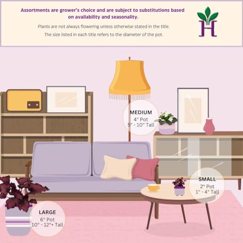 Deco Checks, Green Rhizomatous Begonia Rhizo, 4 inch Painted-Leaf Begonia, Variegated