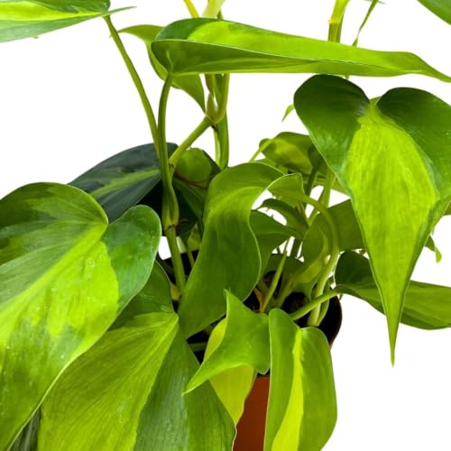 BubbleBlooms Philodendron Brazil 4 inch Brazillian Pothos