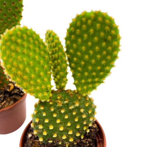 BubbleBlooms Opuntia Microdasys Assortment, 2 inch Set of 3 Bunny Ears Cactus