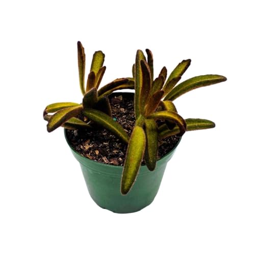 BubbleBlooms Chocolate Solider Succulent, 4 inch Panda Plant, Velvet Leaf kalanchoe