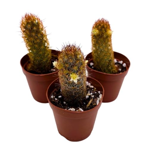BubbleBlooms Copper King, 2 inch Set of 3, Lady Fingers Mammillaria elongata Tiny Mini Pixie Plants