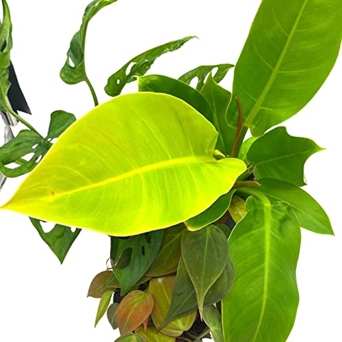 BubbleBlooms Philodendron Assortment Set, 4 inch pots, Set of 3, Indoor Houseplants Grower's Choice Variety
