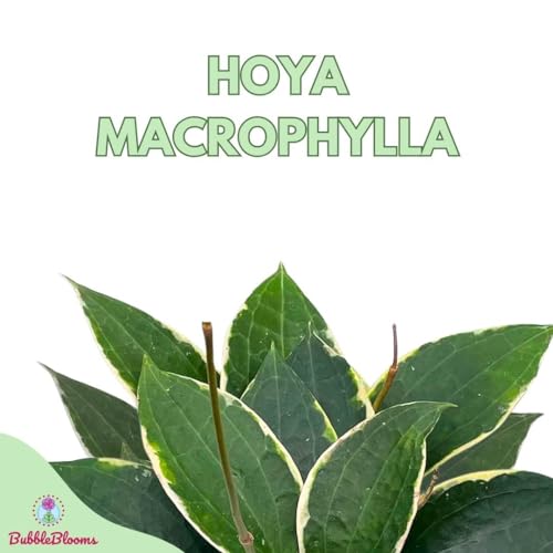 BubbleBlooms Hoya Macrophylla in a 6 inch Pot Wax Plant