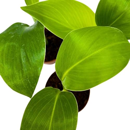 BubbleBlooms Giant White Bird of Paradise, 2 inch Set of 3, Strelitzia nicolai Tiny Mini Pixie Plants