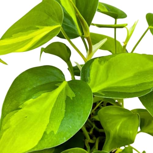 BubbleBlooms Philodendron Brazil 4 inch Brazillian Pothos