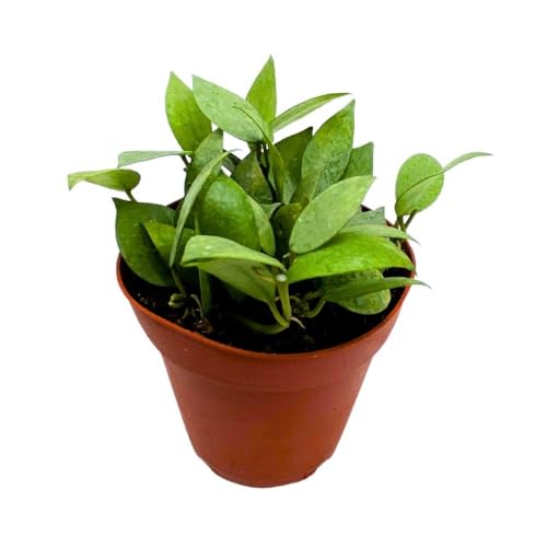 BubbleBlooms Hoya Krohniana Eskimo Super Silver, 4 inch Rare Exotic Indoor House Wax Plant