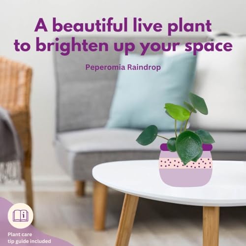 BubbleBlooms Rain Drop Peperomia Polybotrya, 4 inch Raindrop Pep