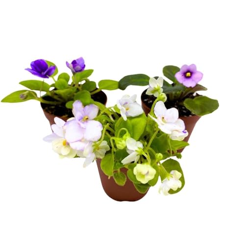 Harmony Foliage Harmony's African Violet Assortment, 2 inch Set of 3, Rare Mini Saintpaulia Violets Gesneriads