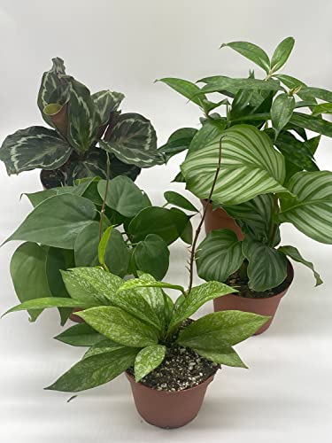 BubbleBlooms Premium Indoor Foliage Assortment, 5 Different Leafy House Plants in 4 inch pots