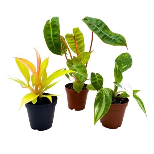 BubbleBlooms Rare Philodendron Assortment, 2 inch Set of 3, Very Rare Philo Set Growers Choice, tortum, Snowdrift, billietiae, White Princess