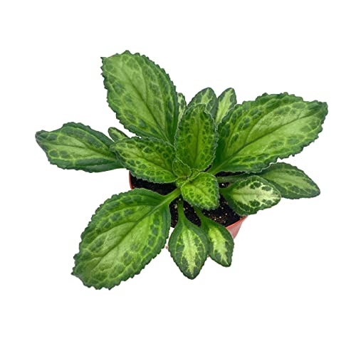 BubbleBlooms Harmony's Patina Gesneriad Primulina Dryas, 6 inch African Violet Chirita Plant